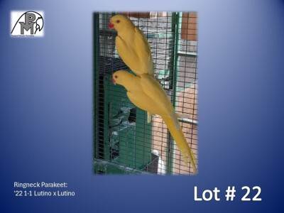 1-1 '22 Ringneck Parakeet: Lutino x Lutino - Alwyn Nel