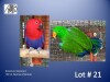 1-1 '22 Eclectus: Solomon: Normal x Normal - Birds Haven