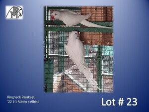 1-1 '22 Ringneck Parakeet: Albino x Albino - Alwyn Nel