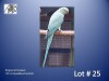 1-0 '22 Ringneck Parakeet: AquaBlue/cleartail - Roger Frewen