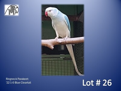 1-0 '22 Ringneck Parakeet: Blue Cleartail - Roger Frewen