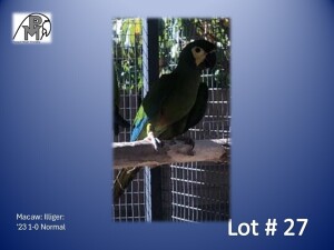 1-0 '23 Macaw: Illiger: Normal - Renette Smith