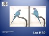 0-1 '21 Plum-headed Parakeet: Blue - Chris Jacobs