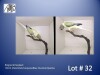 0-1 '22 Ringneck Parakeet: Violet Dark TurquoiseBlue Cleartail Opaline - Chris Jacobs