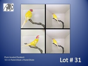 1-1 '21 Plum-headed Parakeet: Pastel Dilute x Pastel Dilute - Chris Jacobs