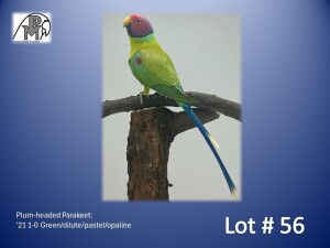 1-0 '21 Plum-headed Parakeet: Green/dilute/pastel/opaline - Herbst & Seuns Voëlboerdery