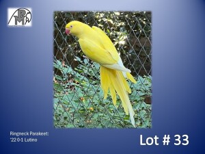 0-1 '22 Ringneck Parakeet: Lutino - Johann Kotzé