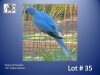 1-0 '22 Ringneck Parakeet: Blue Opaline - Johann Kotzé