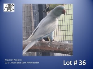 0-1 '22 Ringneck Parakeet: Violet Blue Dom.Pied/cleartail - Awie Slabbert