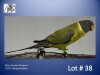 0-1 '21 Plum-headed Parakeet: Greygreen/blue - Piet Jacobs