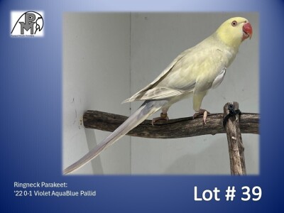 0-1 '22 Ringneck Parakeet: Violet AquaBlue Pallid - Piet Jacobs