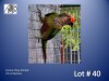 1-0 '21 Conure: Rosy-fronted: Normal - Stiaan Von Wielligh