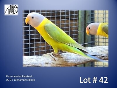 0-1 '22 Plum-headed Parakeet: Cinnamon/?dilute - Stiaan Von Wielligh