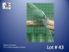 1-0 '21 Ringneck Parakeet: Misty AquaBlue/?opaline - Tokkie Slabbert