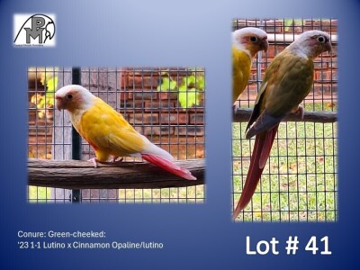 1-1 '23 Conure: Green-cheeked: Lutino x Cinnamon Opaline/lutino - Stiaan Von Wielligh