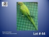 1-0 '22 Ringneck Parakeet: Opaline/blue/cleartail - Tokkie Slabbert