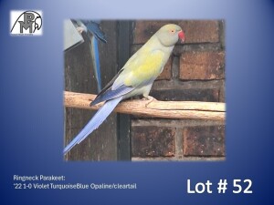 1-0 '22 Ringneck Parakeet: Violet TurquoiseBlue Opaline/cleartail - Jaco Rossouw