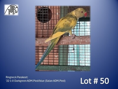 1-0 '22 Ringneck Parakeet: Darkgreen ADM.Pied/blue (Salan ADM.Pied) - Alwyn Nel