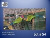 1-1 '21/'22 Plum-headed Parakeet: Green x Green - E B Shaik