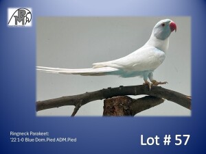 1-0 '22 Ringneck Parakeet: Blue Dom.Pied ADM.Pied - Herbst & Seuns Voëlboerdery