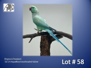 1-0 '22 Ringneck Parakeet: AquaBlue/clearheaded-fallow - Herbst & Seuns Voëlboerdery