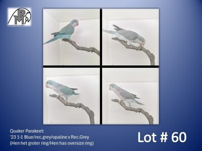 1-1 '23 Quaker Parakeet: Blue/rec.grey/opaline x Rec.Grey (groter ring/oversize ring) - Chris Jacobs