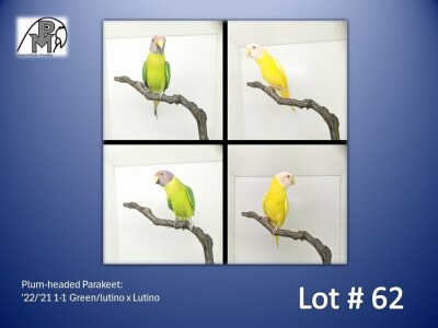 1-1 '22/'21 Plum-headed Parakeet: Green/lutino x Lutino - Chris Jacobs