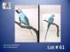 1-0 '21 Plum-headed Parakeet: Blue/opaline - Chris Jacobs