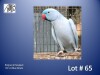 1-0 '22 Ringneck Parakeet: Blue Dilute - Mike Riley