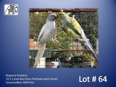 1-1 '22 Ringneck Parakeet: Dark Blue Dom.Pied/adm.pied x Violet TurquoiseBlue ADM.Pied - Mike Riley