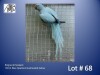 0-1 '22 Ringneck Parakeet: Blue Opaline/clearheaded-fallow - Charl Joubert