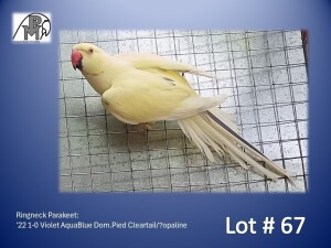 1-0 '22 Ringneck Parakeet: Violet AquaBlue Dom.Pied Cleartail/?opaline - Charl Joubert