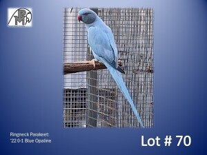 0-1 '22 Ringneck Parakeet: Blue Opaline - Willem Pretorius