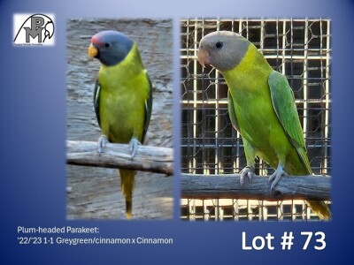 1-1 '22/'23 Plum-headed Parakeet: Greygreen/cinnamon x Cinnamon - Fanie Klopper