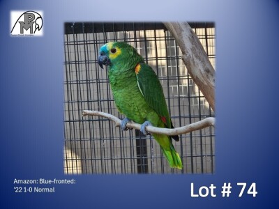 1-0 '22 Amazon: Blue-fronted: Normal - Fanie Klopper