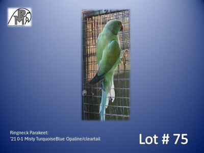 0-1 '21 Ringneck Parakeet: Misty TurquoiseBlue Opaline/cleartail - Fanie Klopper