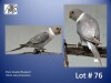 0-1 '22 Plum-headed Parakeet: Grey Cinnamon - Piet Jacobs