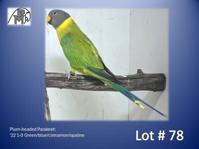 1-0 '22 Plum-headed Parakeet: Green/blue/cinnamon/opaline - Piet Jacobs