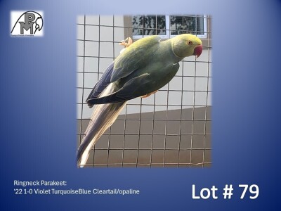 1-0 '22 Ringneck Parakeet: Violet TurquoiseBlue Cleartail/opaline - Gerhard Minnie