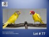 1-1 '21 Plum-headed Parakeet: Dilute/?cinnamon x Dilute - Piet Jacobs