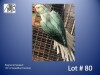 1-0 '22 Ringneck Parakeet: AquaBlue Cleartail - Gerhard Minnie