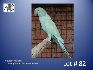 1-0 '22 Ringneck Parakeet: AquaBlue Dom.Pied/cleartail - Jean-Paul Pophaim