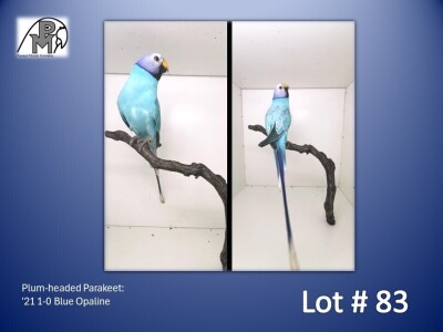 1-0 '21 Plum-headed Parakeet: Blue Opaline - Chris Jacobs