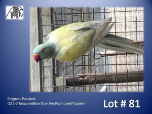 1-0 '22 Ringneck Parakeet: TurquoiseBlue Dom.Pied/adm.pied/?opaline - Gerhard Minnie