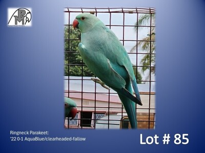 0-1 '22 Ringneck Parakeet: AquaBlue/clearheaded-fallow - Mike Riley