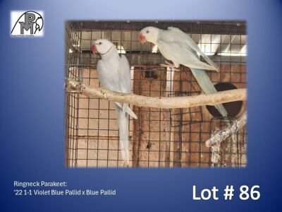 1-1 '22 Ringneck Parakeet: Violet Blue Pallid x Blue Pallid - Mike Riley