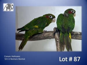 1-1 '23 Conure: Hofmann: Normal x Normal - Piet Jacobs