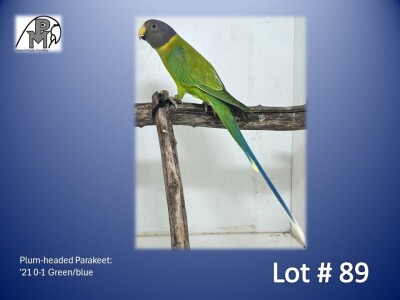 0-1 '21 Plum-headed Parakeet: Green/blue - Piet Jacobs