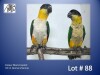 1-1 '23 Caique: Black-headed: Normal x Normal - Piet Jacobs