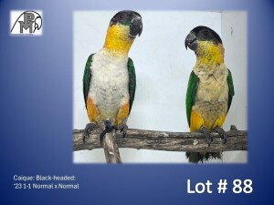 1-1 '23 Caique: Black-headed: Normal x Normal - Piet Jacobs